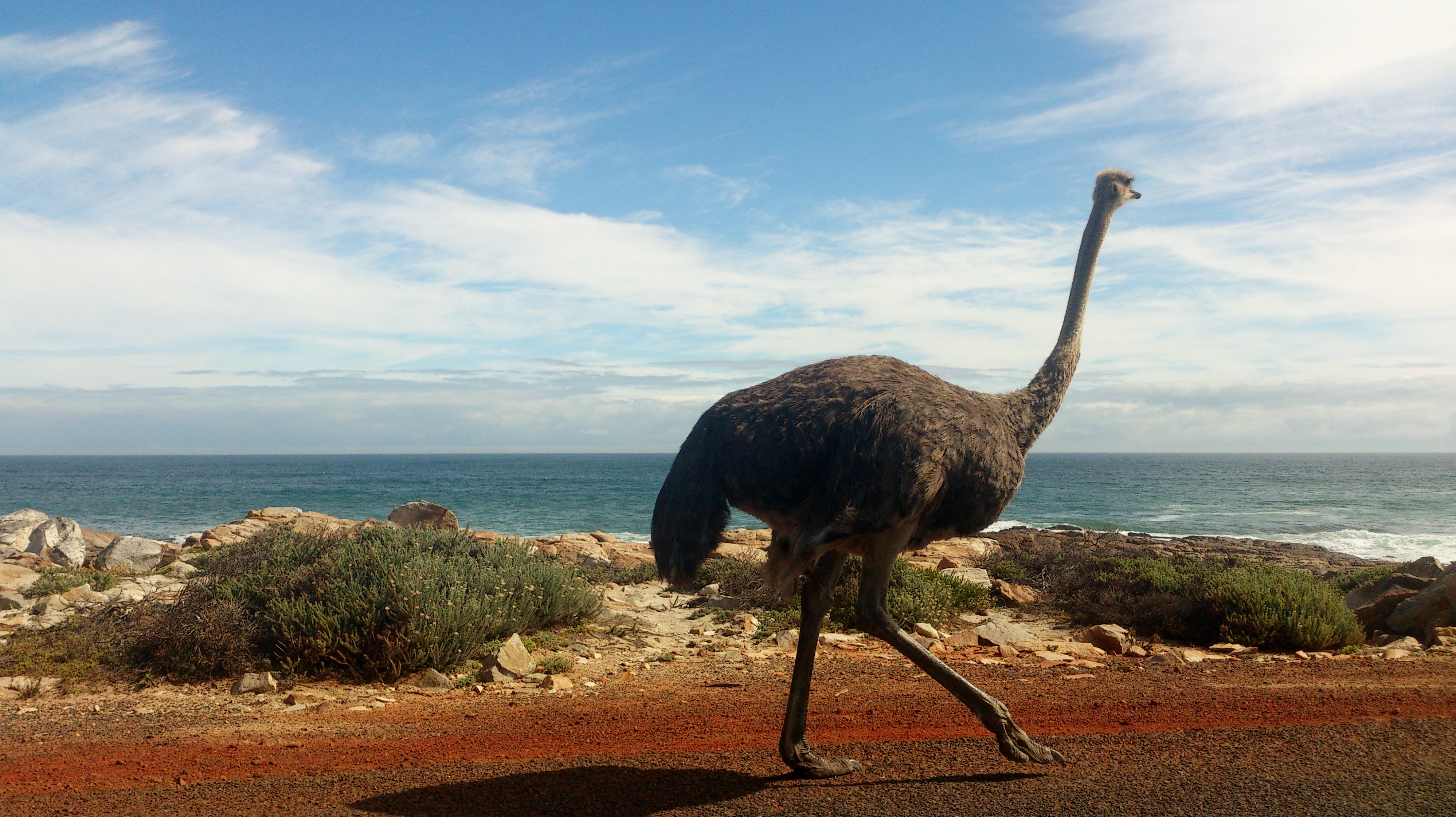 CapePointOstrich
