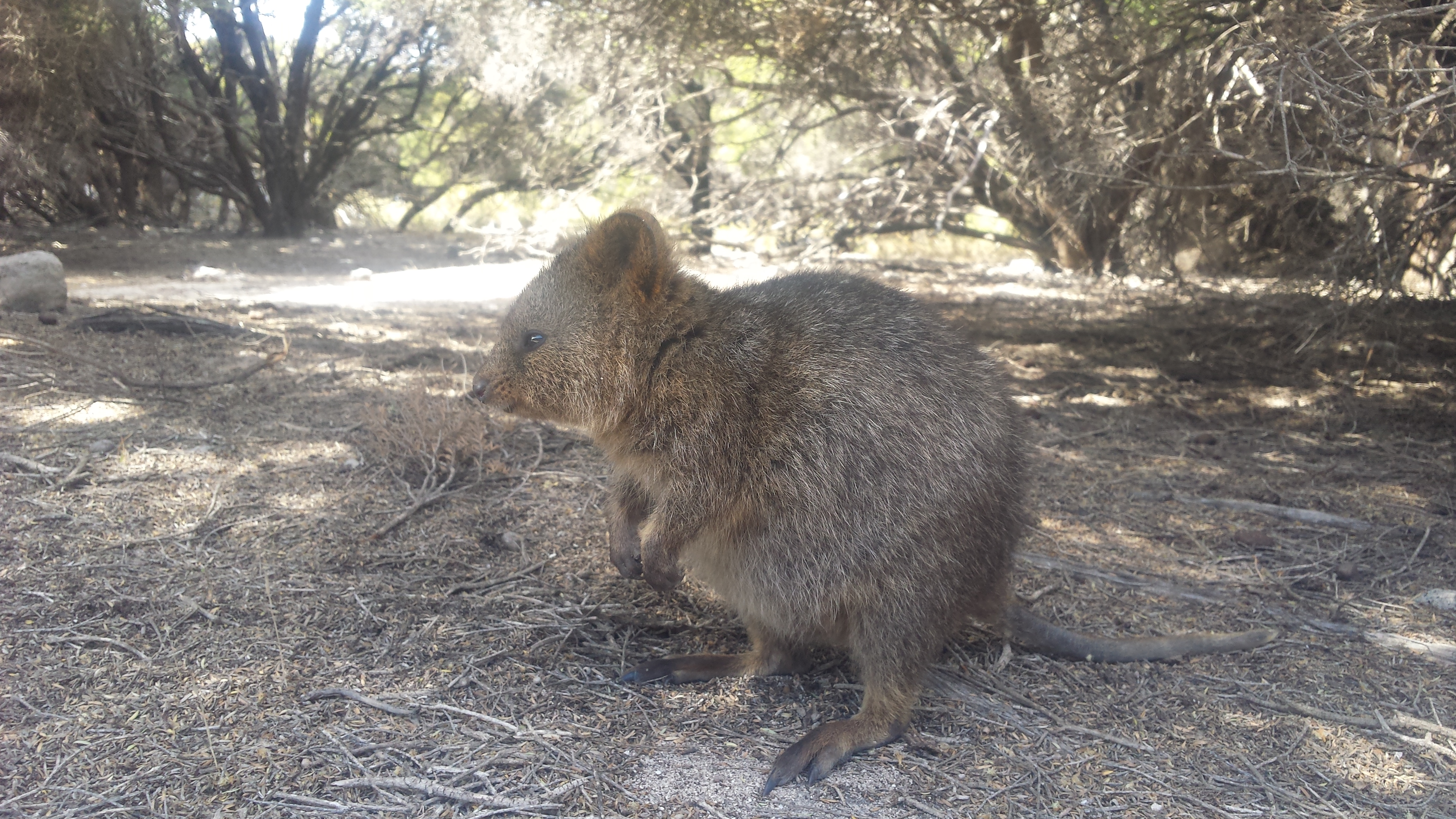 ChillerQuokka