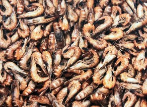 crangon-crangon-685674_1920