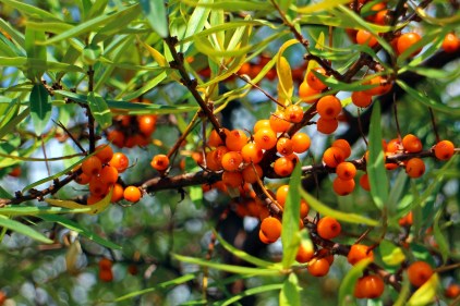 sea-buckthorn-440795_1920
