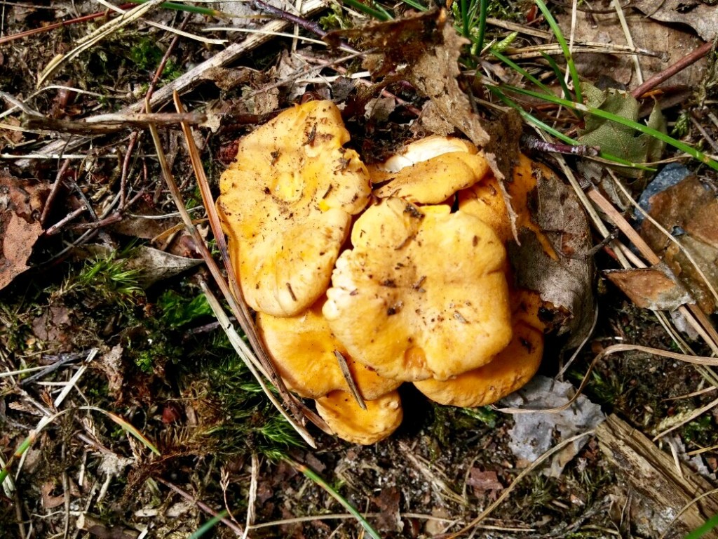 Pilzreport – Berlin-Brandenburg Juli/2017