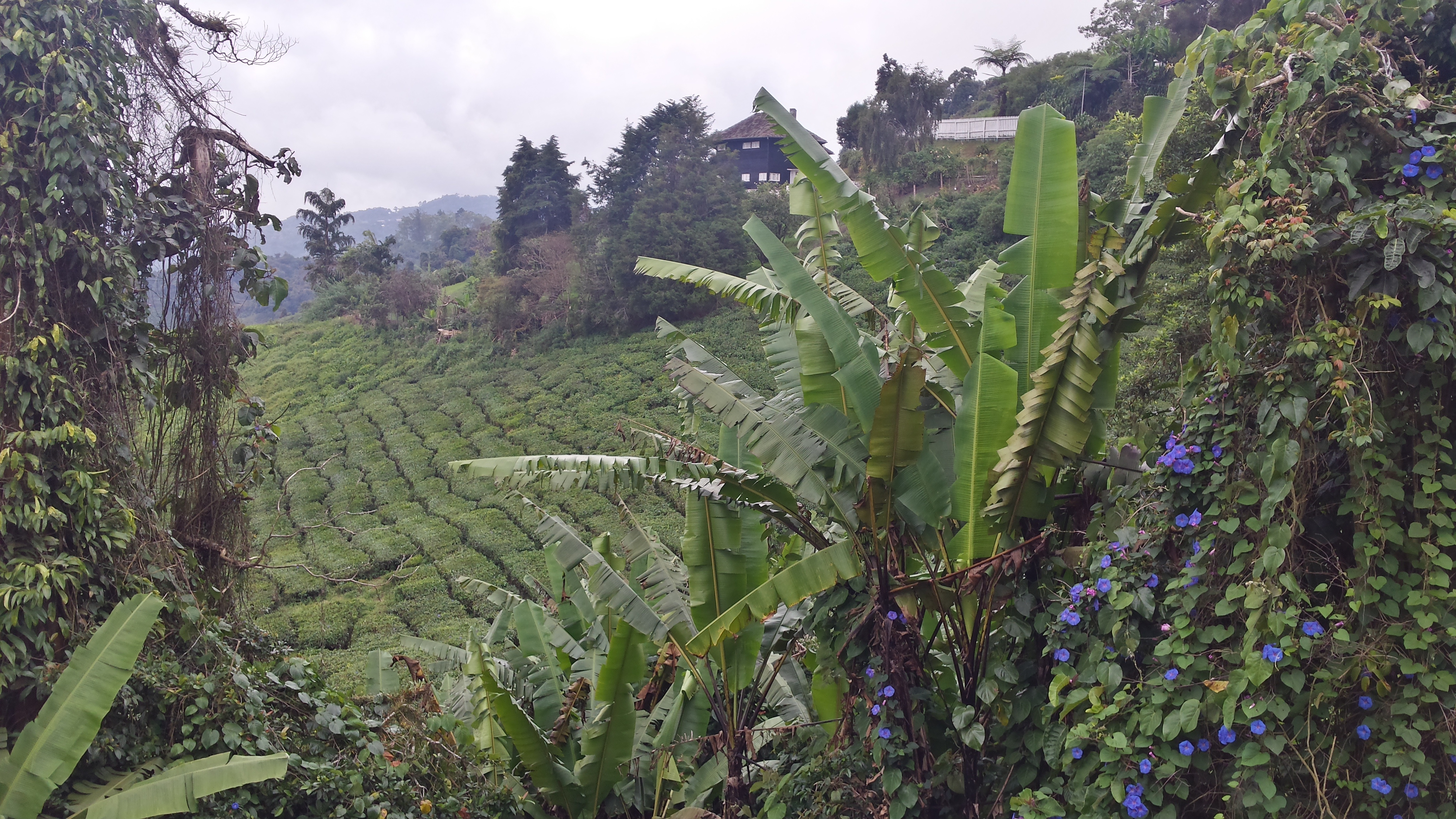 beblümte Teeplantage