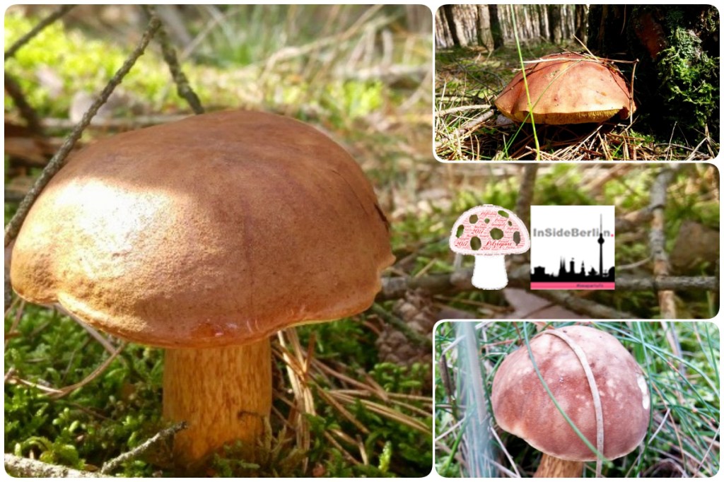 Pilzreport – Berlin-Brandenburg August/2017