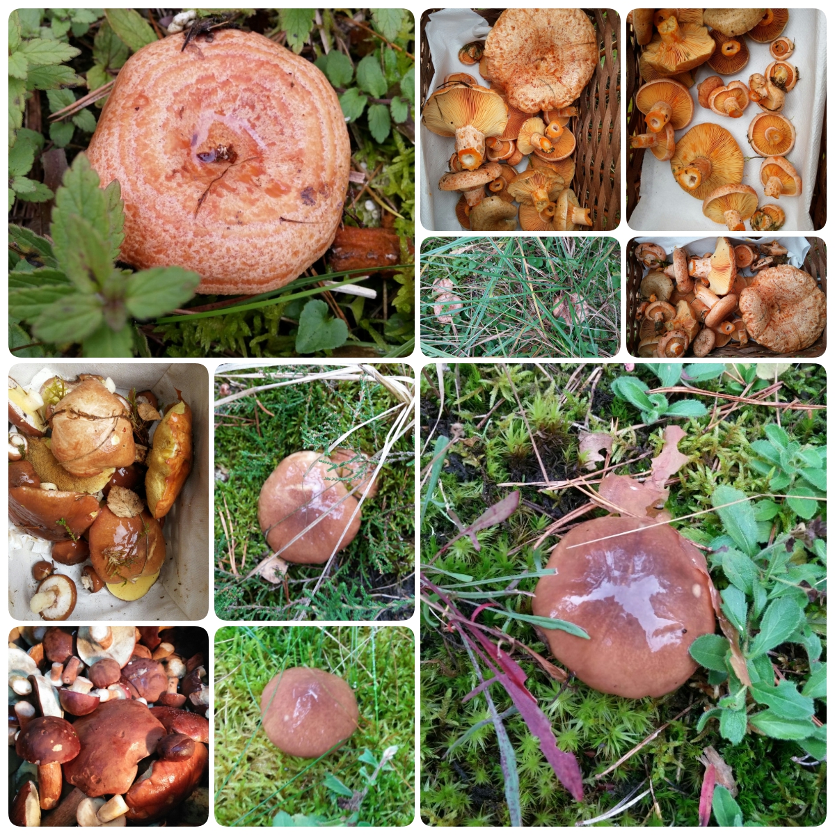 collage-Butterpilz-Edelreitzka