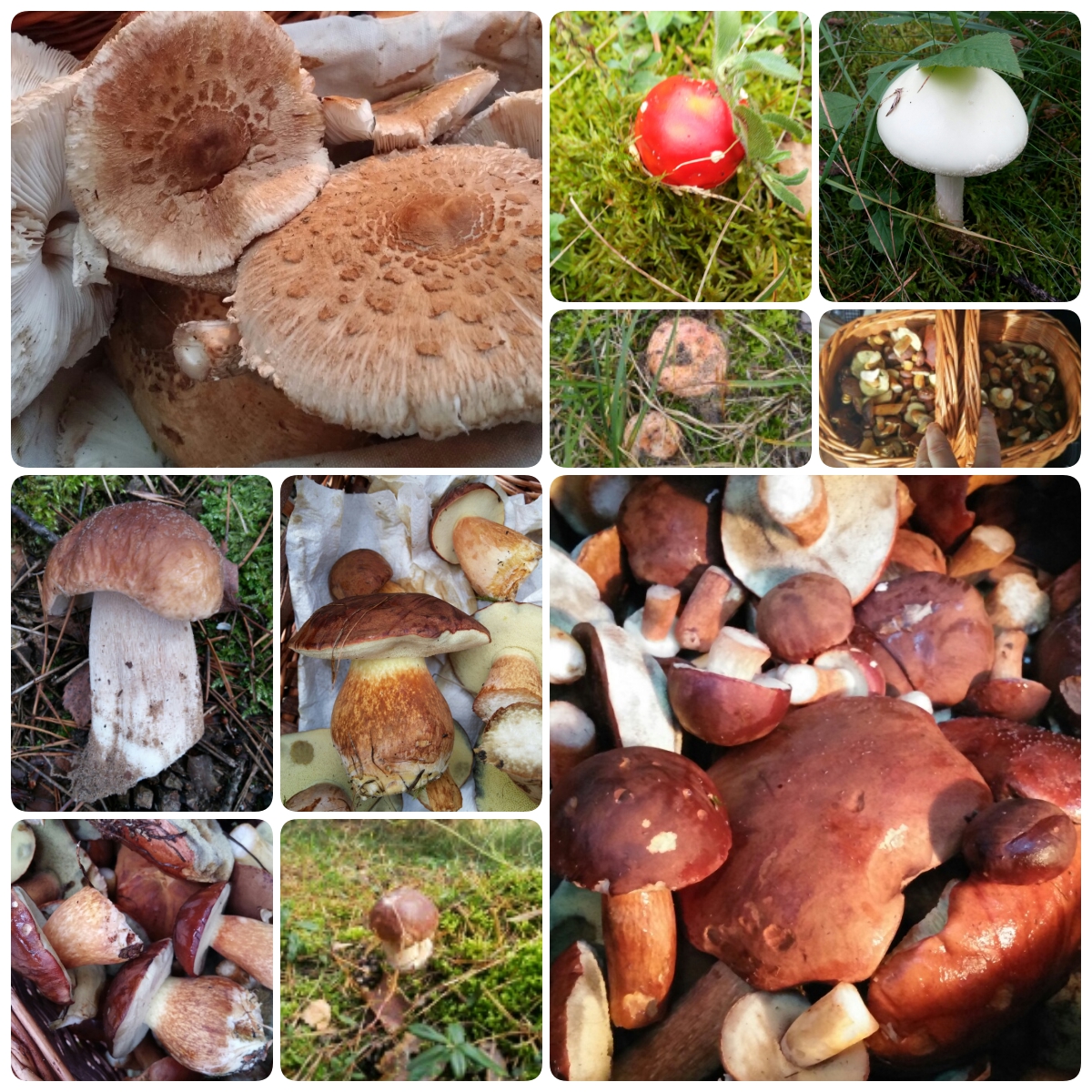 collage-Schluss-gemischt