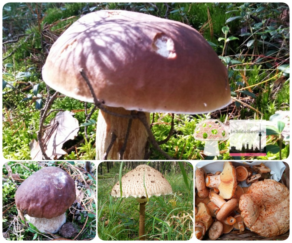 Pilzreport – Berlin-Brandenburg September/2017