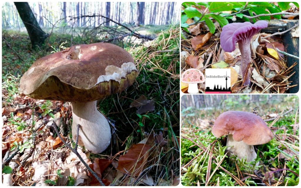Pilzreport – Berlin-Brandenburg Oktober/2017
