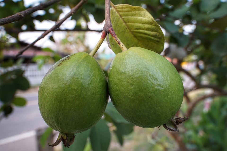 Food-Trends 2018: Feijoa – die neue leckere Trendfrucht aus&nbsp;Kolumbien!