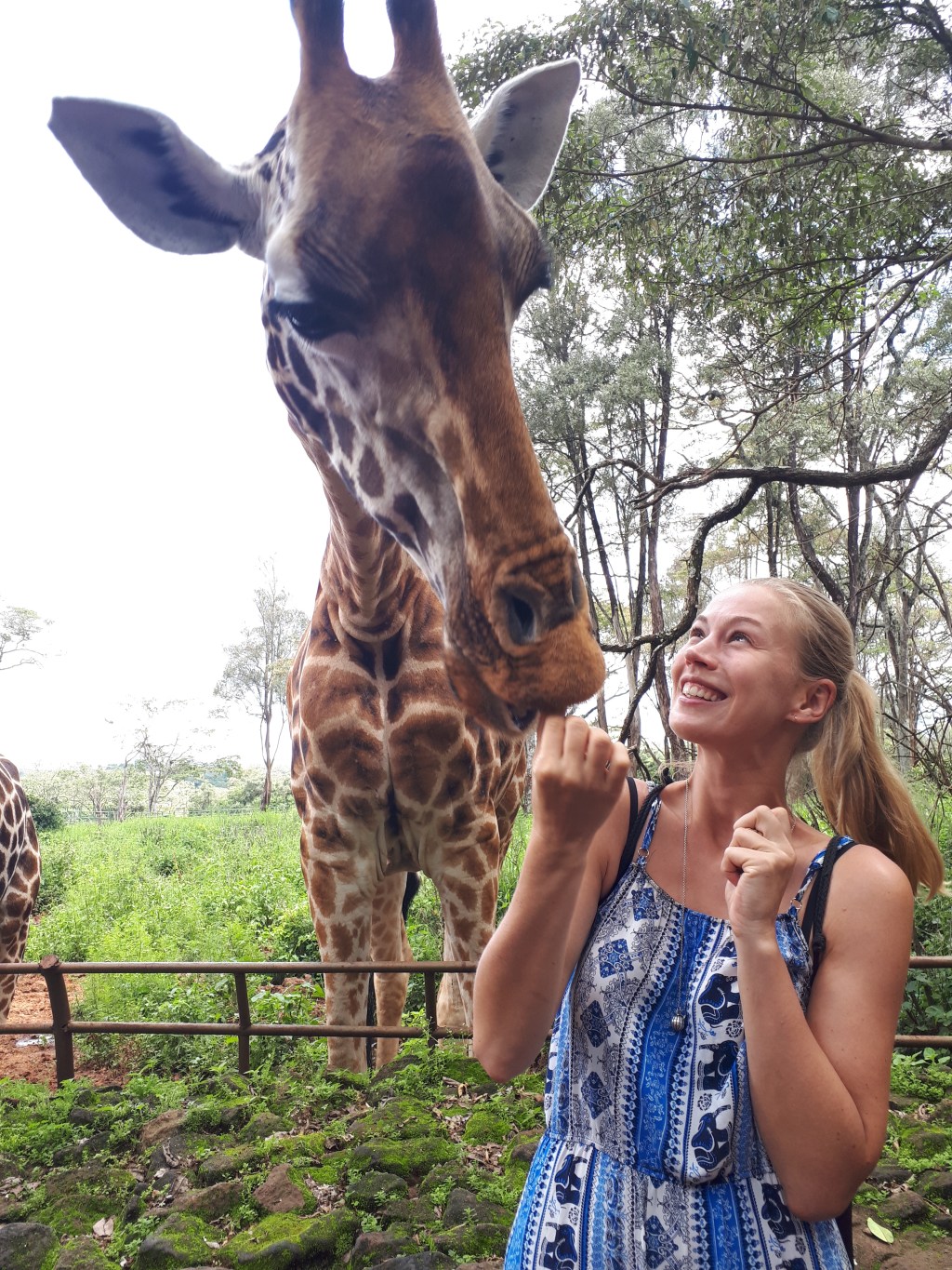 Welt-Giraffen-Tag: Zu Besuch im Giraffe Centre in Nairobi | by Antje Waldschmidt&nbsp;♥