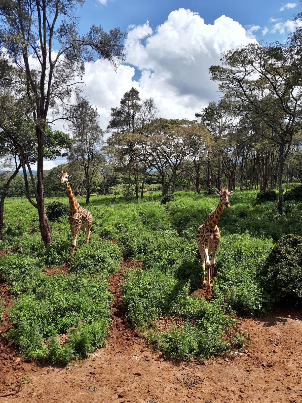 20180513_135355_preview