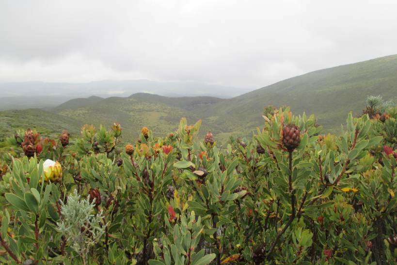 protea