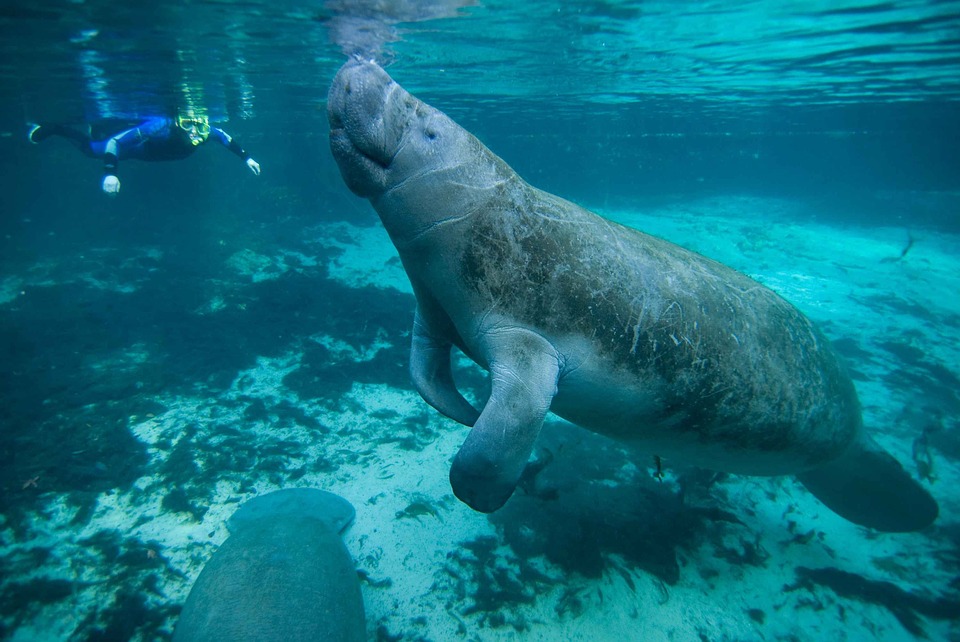 manatee-387194_960_720