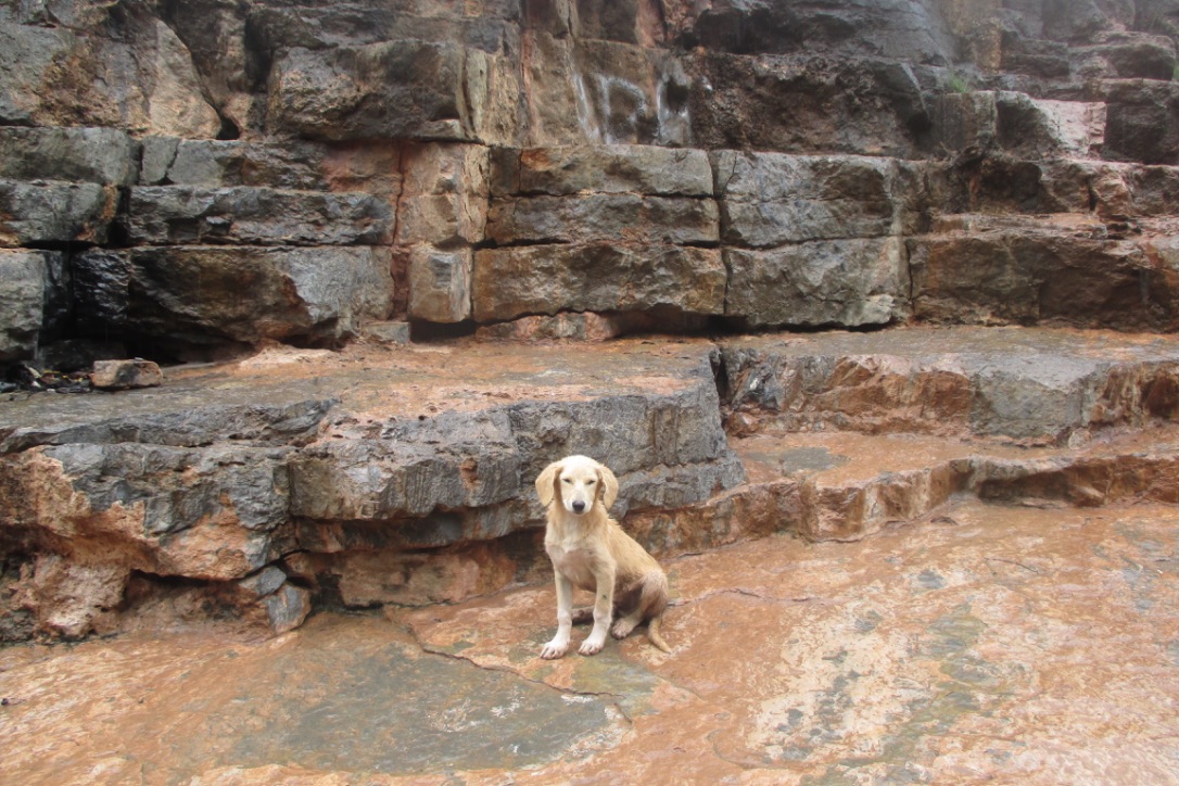 Doggy_Paradise Valley