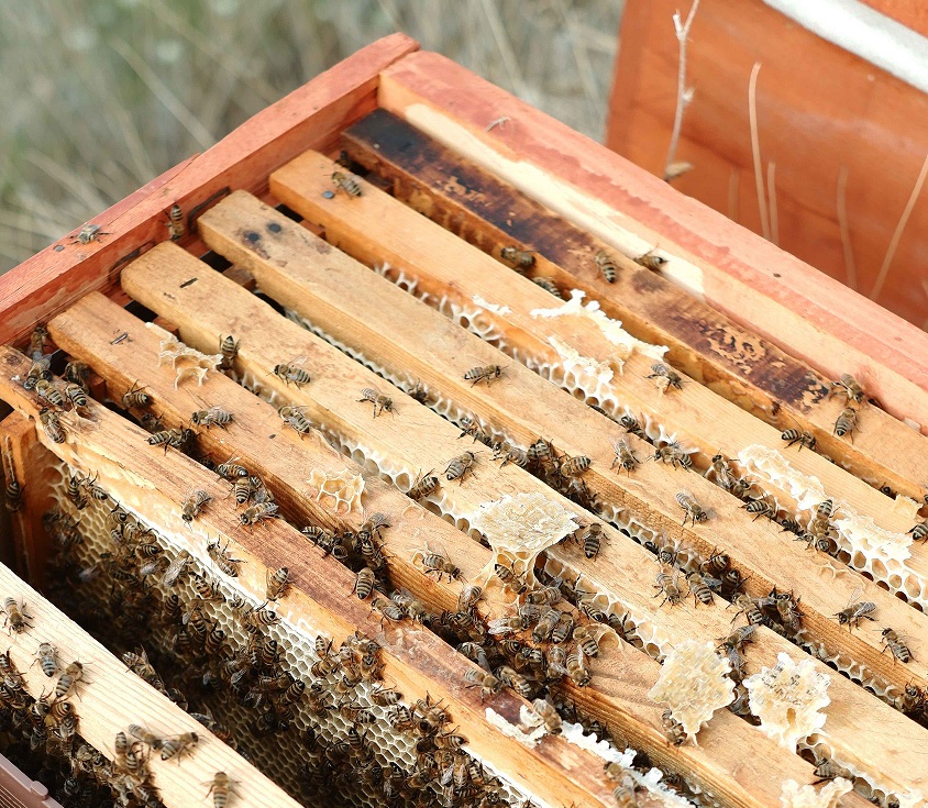 Probier mal was Besonderes →Speisen wie die Götter: Honig-Dinner-Menü // 27. 10. // 18:00 Uhr&nbsp;//