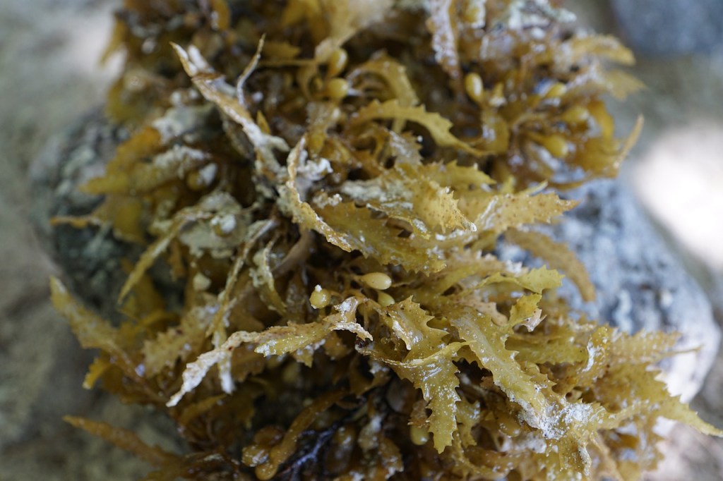 Bauchfett ade: Algen – Der echte Fettkiller für deine&nbsp;Ernährung