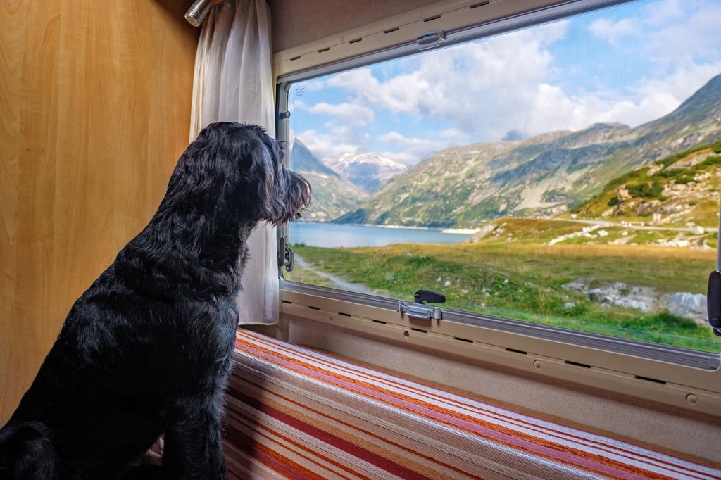 Scandi-Week: Tipps für die Anreise und Reisen mit&nbsp;Hund