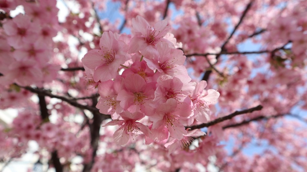 Traumreise: Einmal zur Kirschblütenzeit nach Japan ♥ #hanami&nbsp;#cherryblossoms