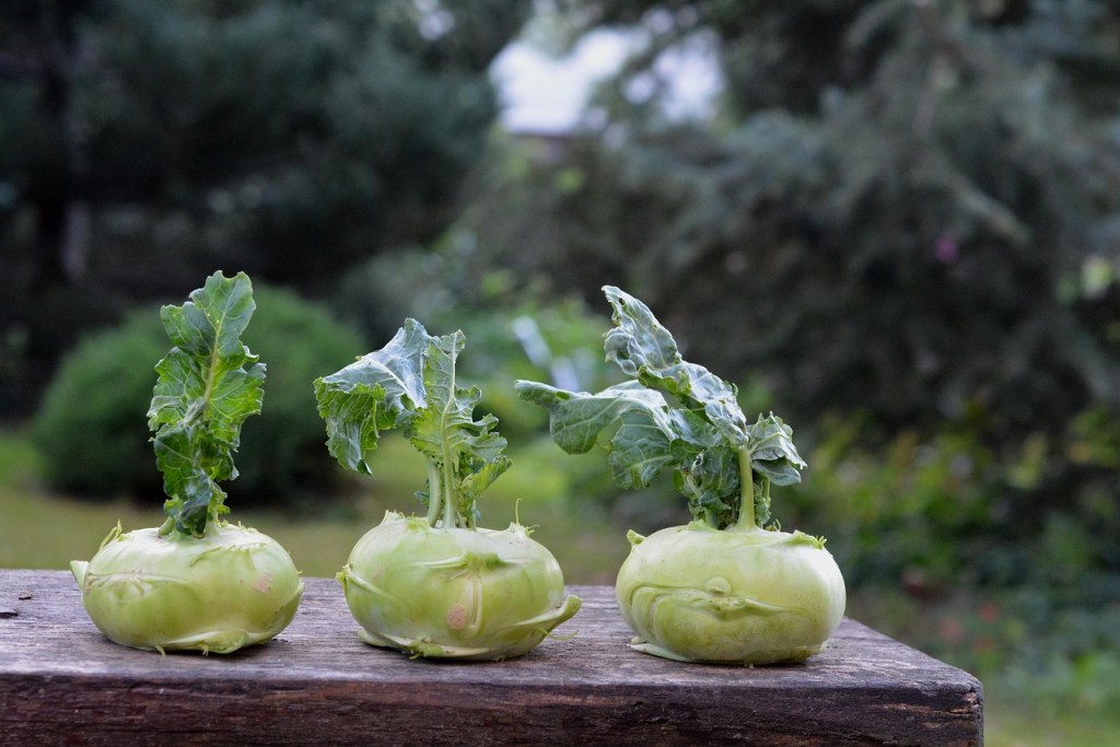 Unser Tipp: Im August: Kohlrabi – Das regionale Superfood hat Hochsaison&nbsp;♥